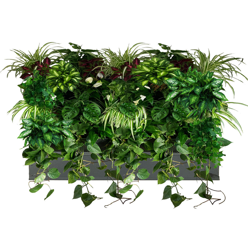GreenWalls BOTTOM LEVEL semi automatic plug-in self-build living plant wall kit - 60cm 3 tray high planting system NO SIDEWALLS