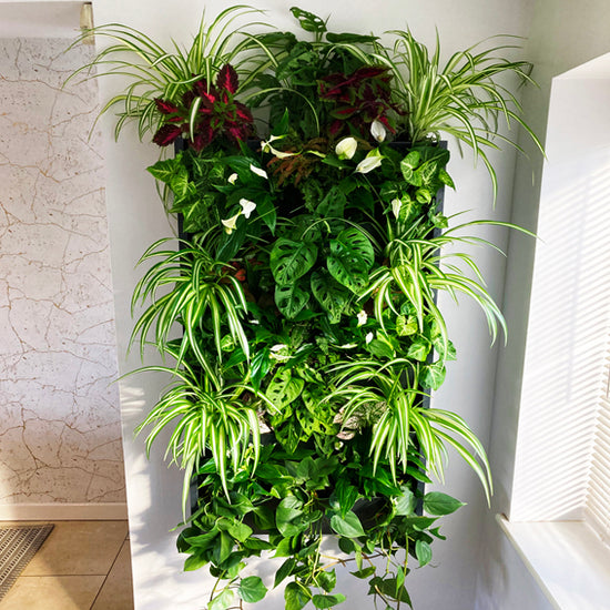 indoor living wall house and home kits