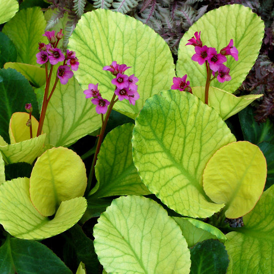 Berginia outdoor plant