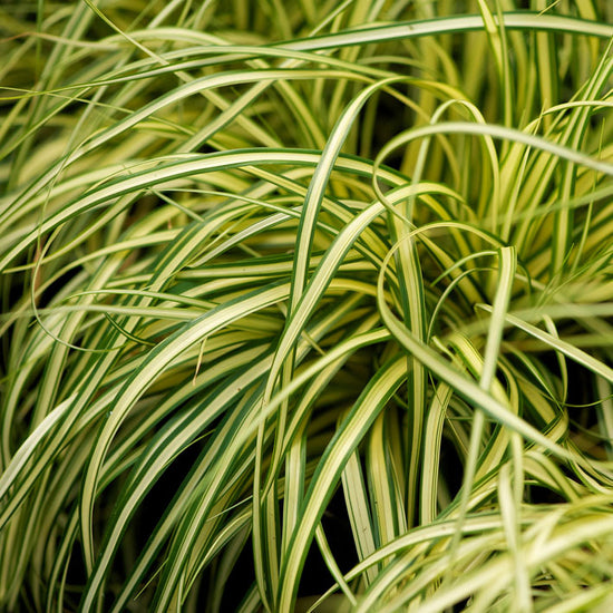 carex outdoor grass plant