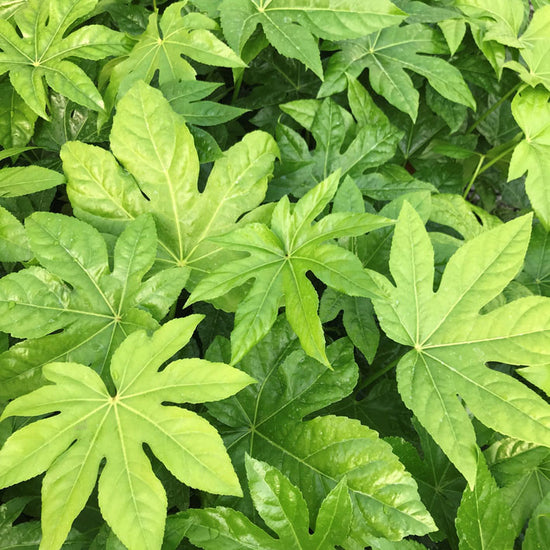fatsia for indoor living wall system