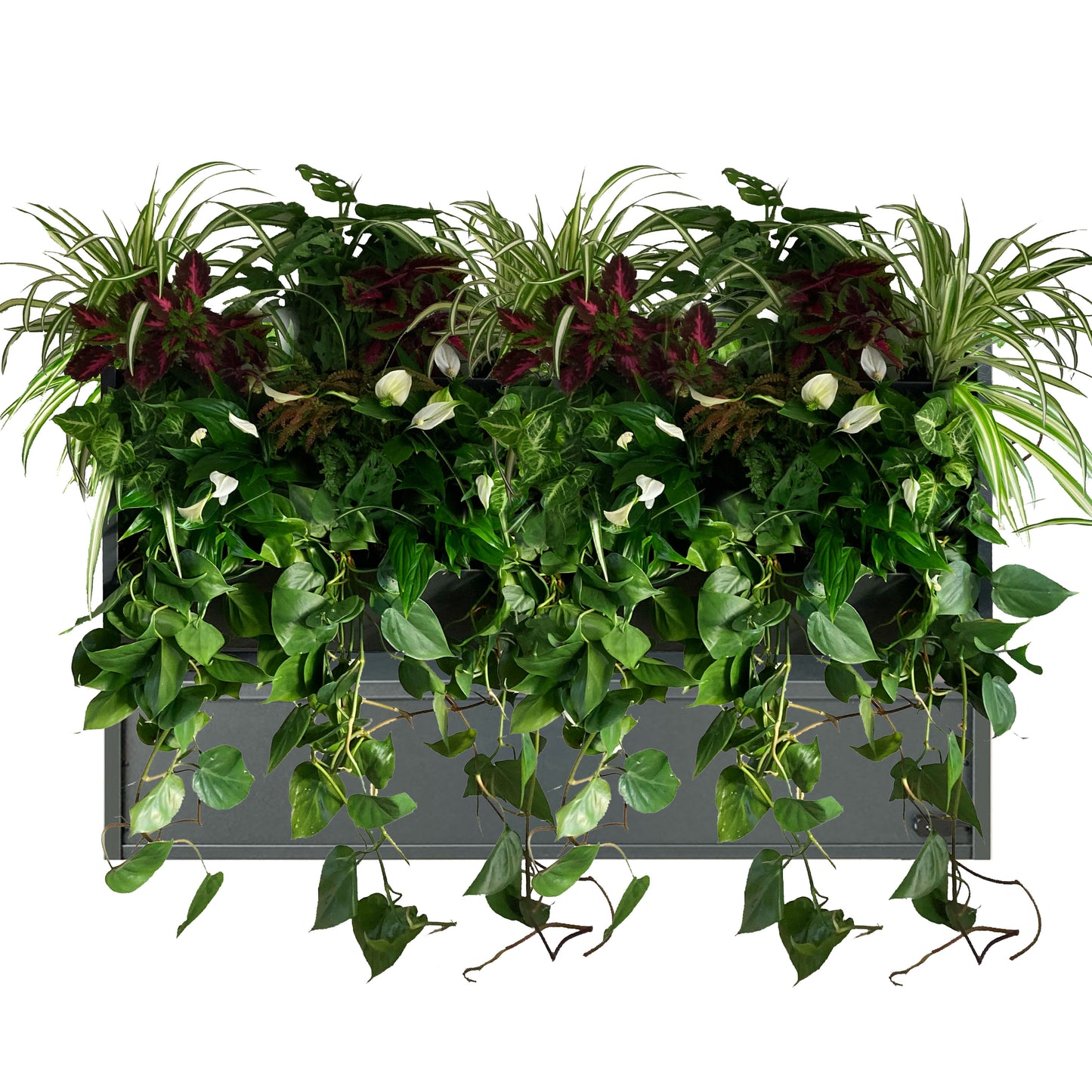 GreenWalls BOTTOM LEVEL semi automatic plug-in self-build living plant wall kit - 60cm 3 tray high planting system with sidewalls